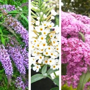 KIT Buddleias 3 couleurs - Leaderplant