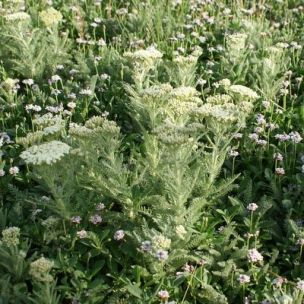 KIT Couvre-Sol Fleuri - Leaderplant