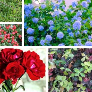Kit couvre sols talus - Leaderplant