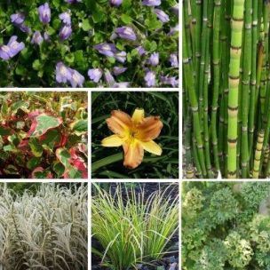 KIT Jardin de Berge - Leaderplant