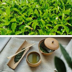 Kits tisanes prêt à planter - Vente de kits de plantes aromatiques pour  tisanes - vente de Aromatiques & Bien-être