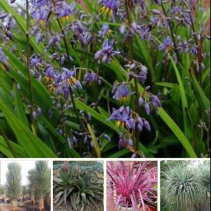 KIT Dry & Design Garden - Leaderplant