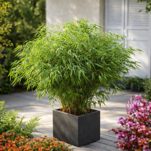 KIT Fargesia Asian Wonder avec bac pour Balcon et Terrasse - Leaderplant