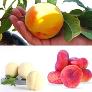 KIT Fruitiers nains Fruit Me ® - Leaderplant