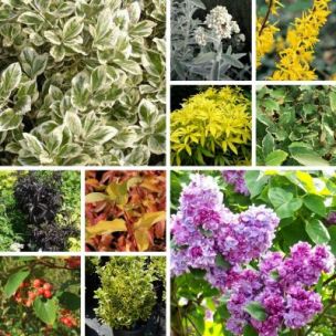 KIT Haie 4 Saisons Terrain Argileux - Leaderplant