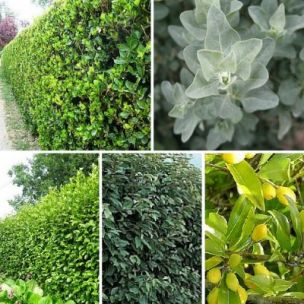 Kit Haie Bord de Mer - Leaderplant
