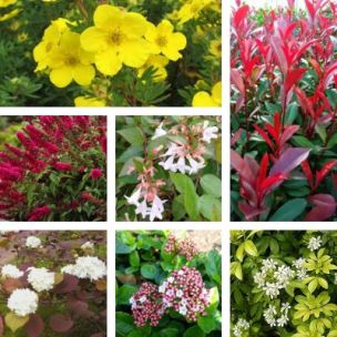 Kit Haie fleurie - Leaderplant