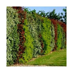 Kit 4 variétés XXL en pot de 4L haie persistante et fleurie - Leaderplant