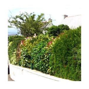 KIT 6 Variétés Haie persistante et Fleurie XXL pot de 4L - Leaderplant