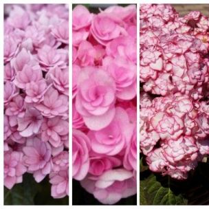 TRIO Hortensia You & Me ® - Leaderplant