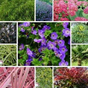 KIT Jardin en Pot pour Balcon - Leaderplant
