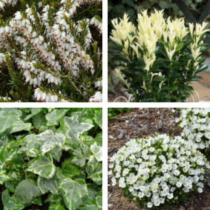 Kit jardinière blanche pour cimetière  - Leaderplant