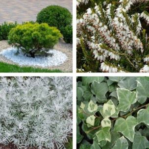 Kit jardinière blanche pour Noël - Leaderplant