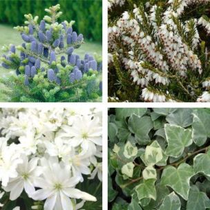 Kit jardinière blanche pour Noël - Leaderplant