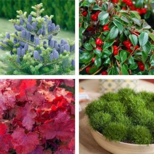 Kit jardinière rouge pour Noël - Leaderplant