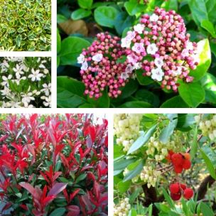 Kit haie moyenne persistante, rustique et fleurie - Leaderplant