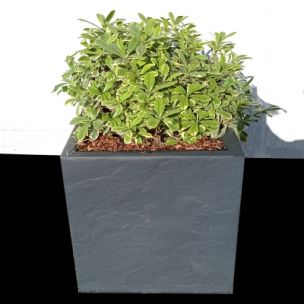 KIT Pittosporum nain du Mont Ventoux avec bac pour balcon - Leaderplant