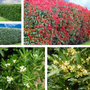 Kit Grande Haie Bord de Mer - Leaderplant