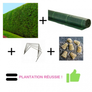 Kit de Plantation Haie de Cypres (20m) - Leaderplant