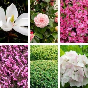 Kit plantes Terre de Bruyère - 6 variétés - Leaderplant