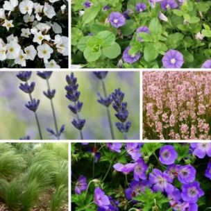 Kit plantes de rocaille - Leaderplant