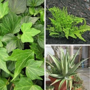 KIT "Plantes Dépolluantes" - Leaderplant