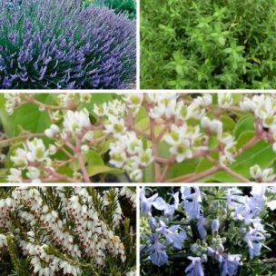 KIT de Plantes mellifères - Leaderplant