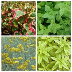 KIT "Plantes répulsives pour chat" - Leaderplant