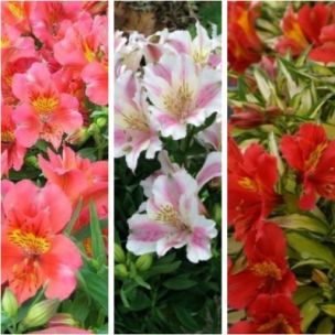 TRIO Alstroemères Little Miss - Leaderplant