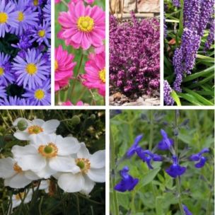 KIT Vivaces floraison Automne / Hiver - Leaderplant