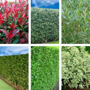 KIT 6 Variétés Haie persistante et Fleurie XXL pot de 4L - Leaderplant