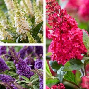Kit Arbre à papillons Candy Little 3 variétés - Leaderplant