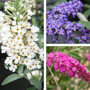 Kit Arbre à papillons nain 3 variétés - Leaderplant