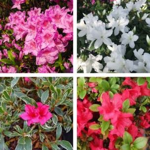 KIT Collection de 4 variétés d'Azalées du Japon - Leaderplant