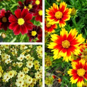 Kit de Coreopsis - 3 variétés - Leaderplant