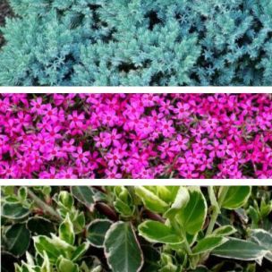 Kit couvre sols terrain calcaire - 3 variétés - 1m² - Leaderplant