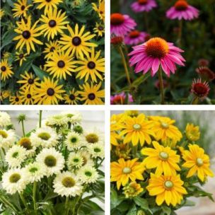 Kit de Rudbeckia - 4 variétés - Leaderplant
