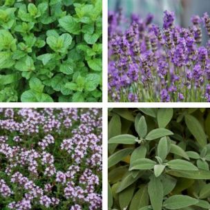 Kit de tisanes prêt à planter 'Respiration' - Leaderplant