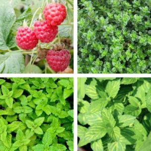 Kit de tisane prêt à planter 'Vitalité' - Leaderplant