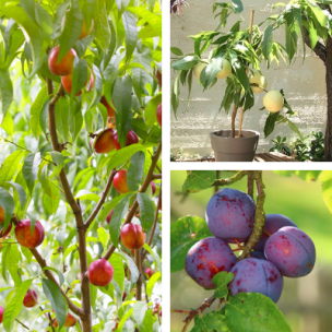 KIT Fruitiers nains Fruit Me ® - Leaderplant