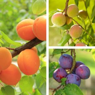 KIT Fruitiers nains Fruit Me ® - Leaderplant