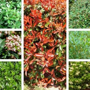 Kit Haie persistante - 7 variétés - Leaderplant