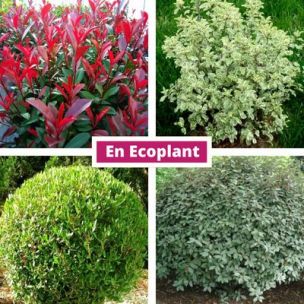 KIT Haie Persistante Moyenne - 4 variétés - Leaderplant