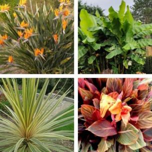 KIT Jardin Exotique au Soleil - Leaderplant