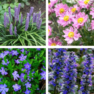 KIT Jardin Naturel à l'Ombre - Leaderplant