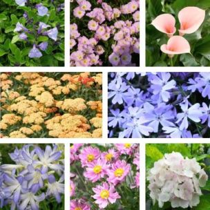 KIT Jardin Pastel - Leaderplant