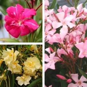 KIT Lauriers Roses - Leaderplant