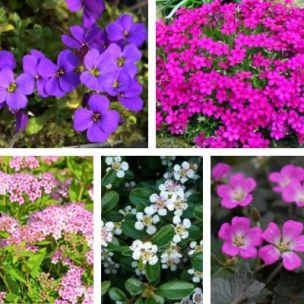 Kit massif d'altitude - 5 variétés - Leaderplant