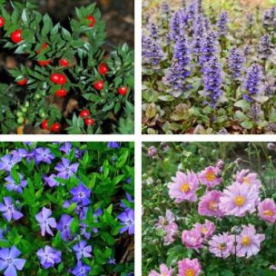 KIT Jardin Naturel à l'Ombre - Leaderplant