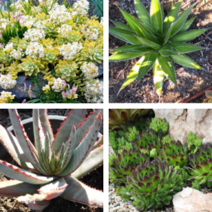 Kit de Plantes grasses - 4 variétés - Leaderplant